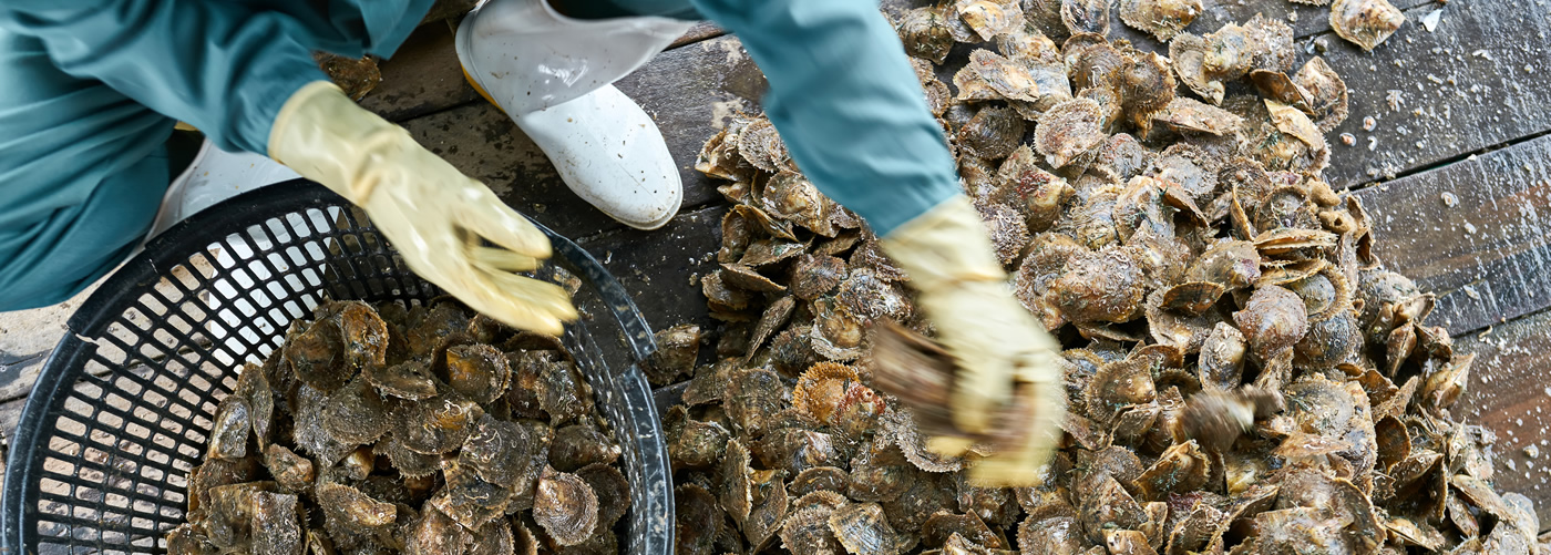 Custom Software for Shellfish Industry